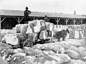 These cotton bales were huge! Can you imagine trying to salvage them in rough water during a storm? 