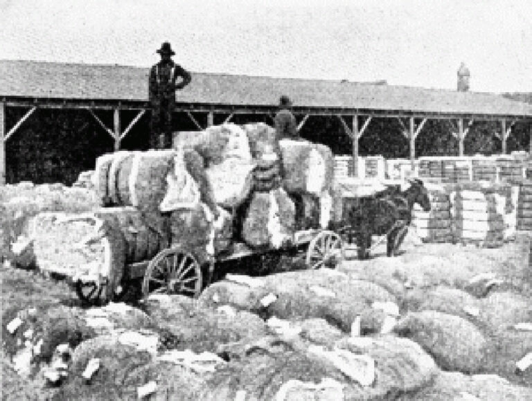 cotton bales