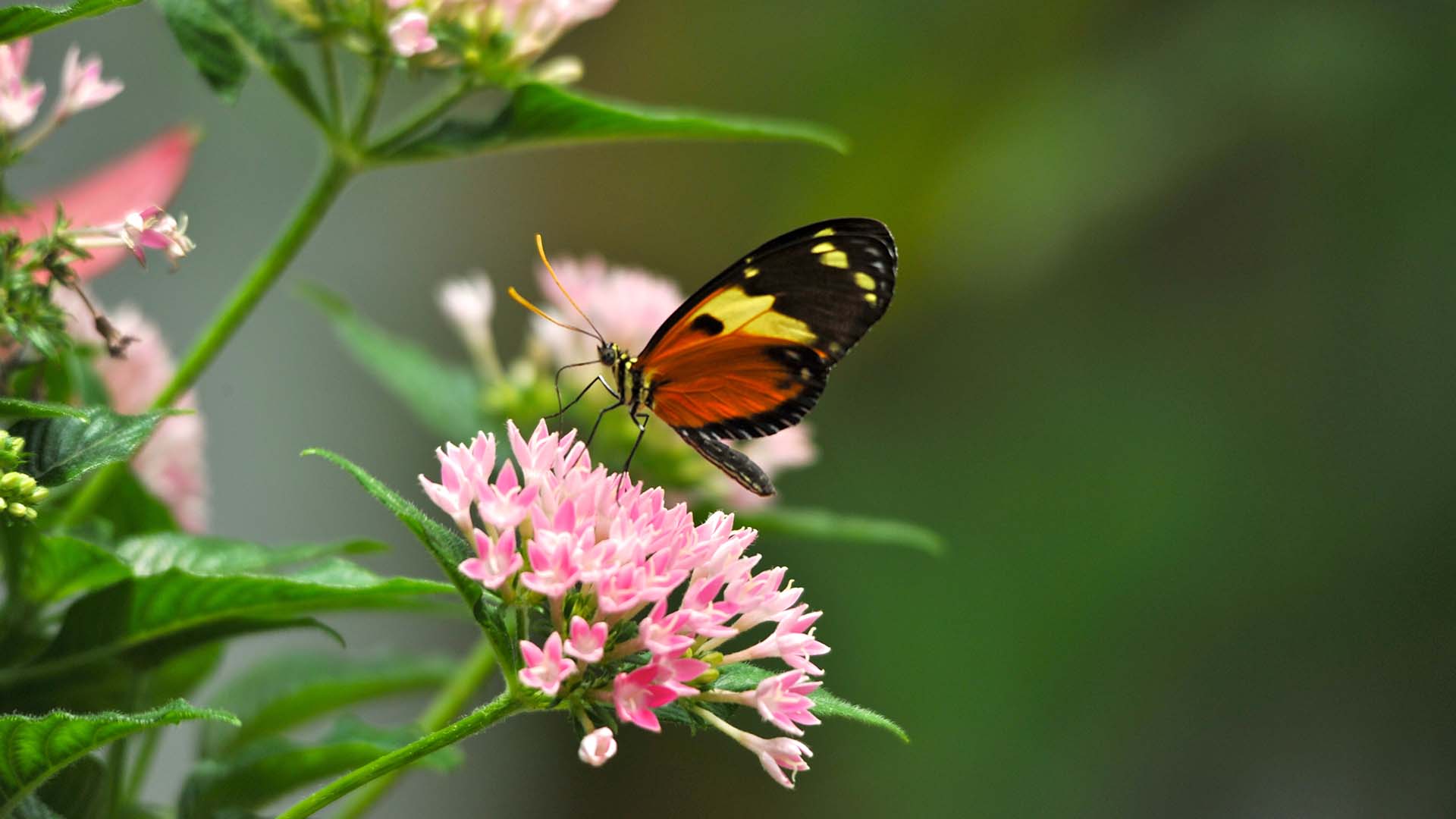 butterfly in key west